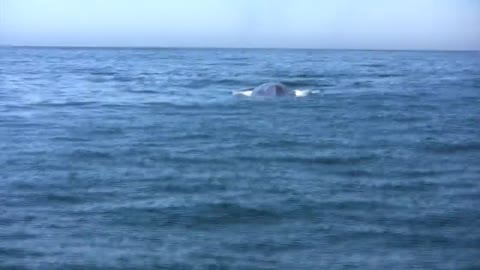 Blue Whale close encounter Newport Harbor California