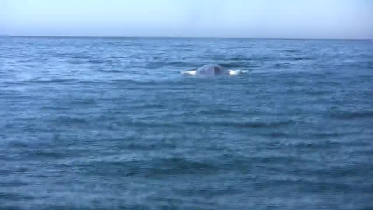 Blue Whale close encounter Newport Harbor California