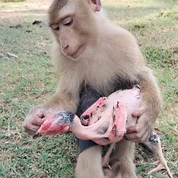 Well Best SokYaa, OG, Pao Mom Are Famous Around The World 🤣🤣🤣 #shorts