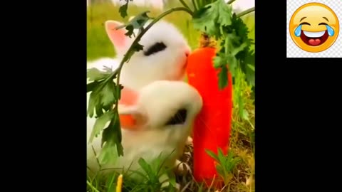 Cute Baby Animals Videos Compilation _ Funny and Cute Moment of the Animals #87