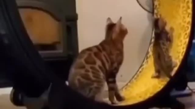 Cute Cat❤️🐈