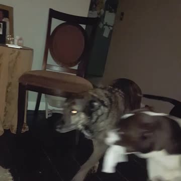 two dogs are better than one-doggie tug of war..part 2