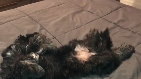 Black dog laying on bed with paws in air