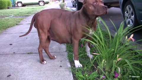 Pit Bull Growls And Snaps At Her Puppies