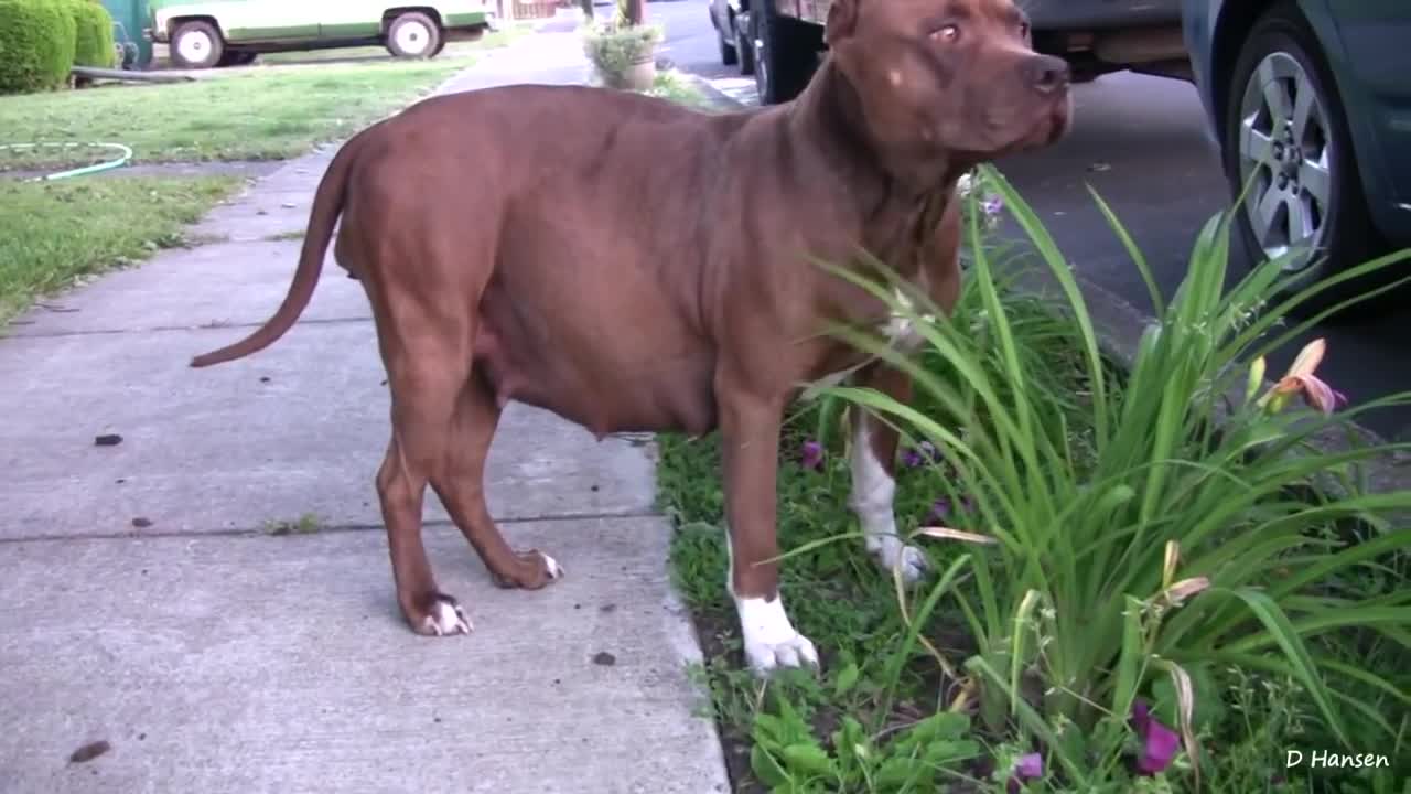 Pit Bull Growls And Snaps At Her Puppies