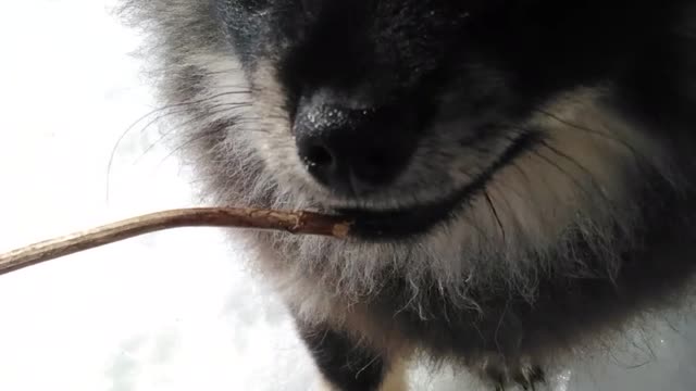 lured the child with a stick 😍