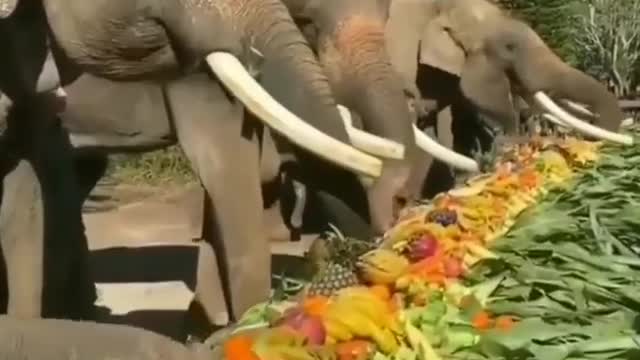 Elephants happily line up and eat fruit