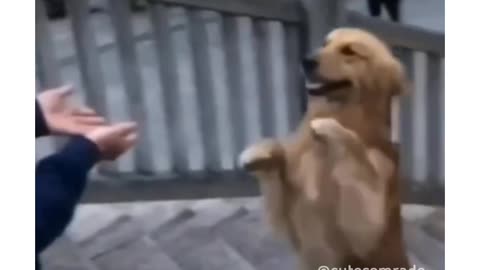 Dog be like 🐶 I can walk like you all 😁😂