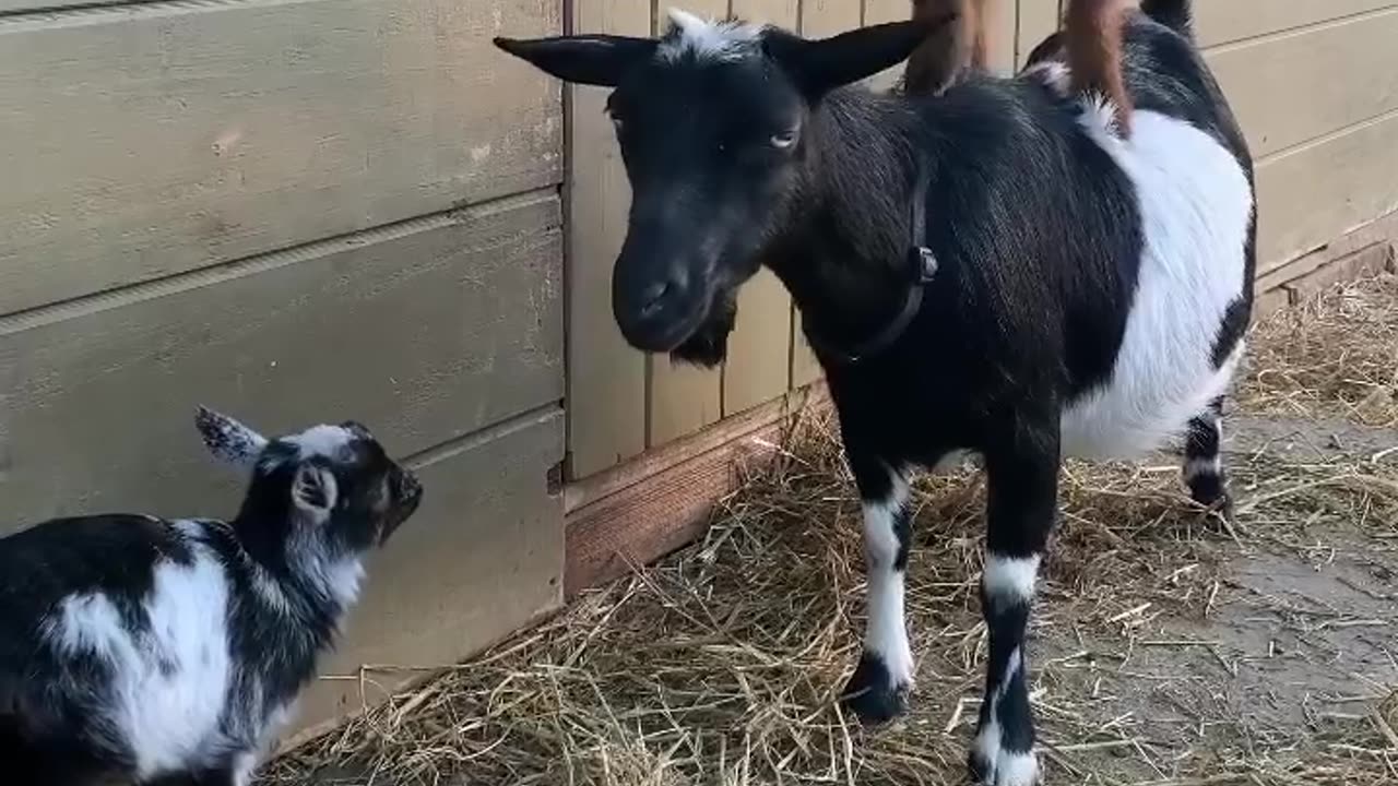 Danki