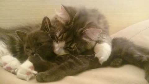 Cute Loving Cat Couple Cuddling !