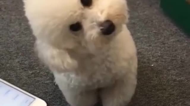 Cute Dog Imitating Siren Sound