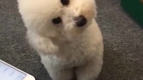 Cute Dog Imitating Siren Sound