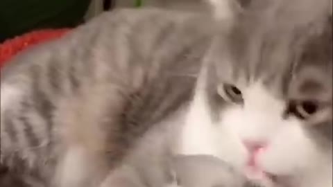 Cute Energetic Kitten Playing