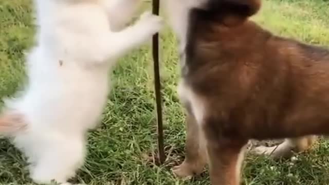 New Angry animal funny video