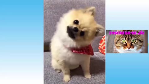 Funny cats Bringing