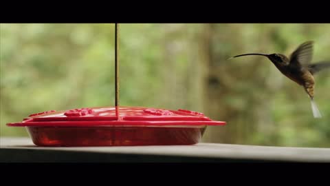 Bird drinks water in an amazing way