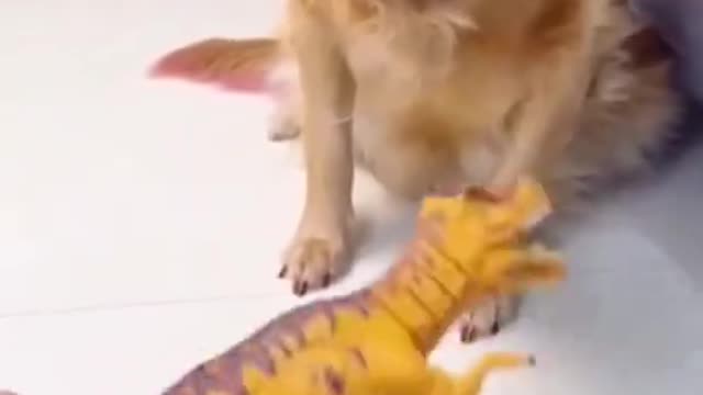 Very smart and cute animals