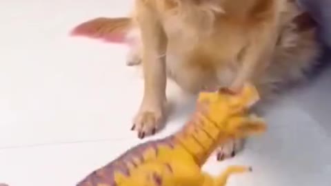 Very smart and cute animals