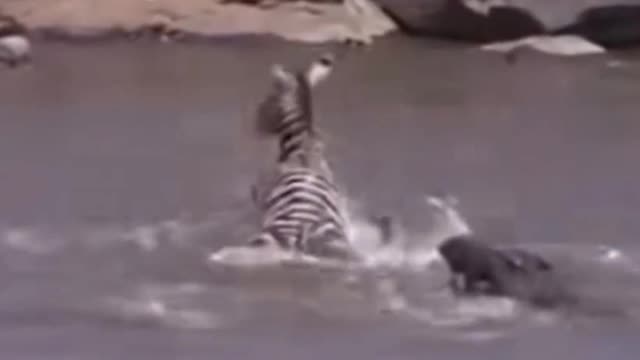 You think the zebra got away in the end?