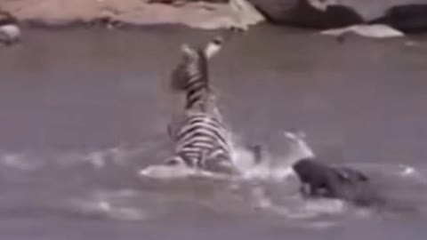 You think the zebra got away in the end?