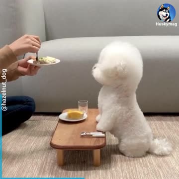 Cute dog video | funny dog video | funkypet dogs