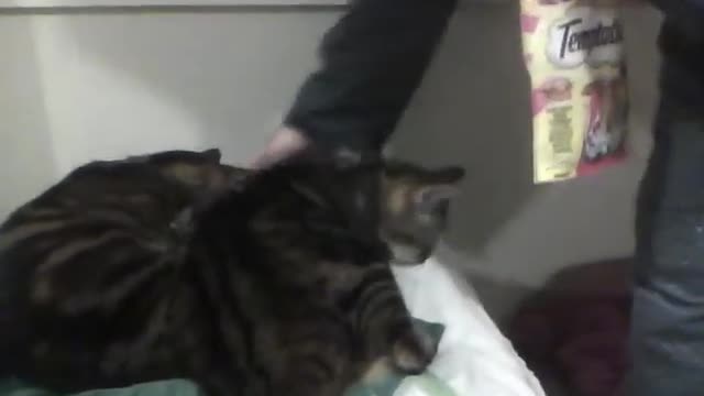 Synchronized Kitties getting bickies at bedtime to the Beefaroni Song