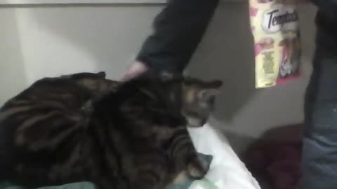 Synchronized Kitties getting bickies at bedtime to the Beefaroni Song