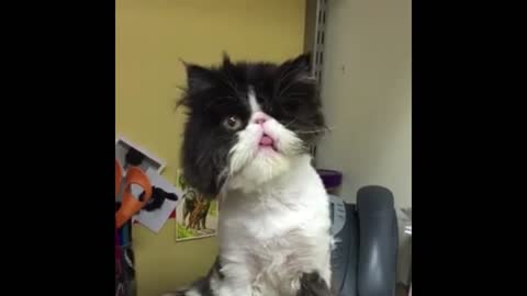 This kitten is so pathetic