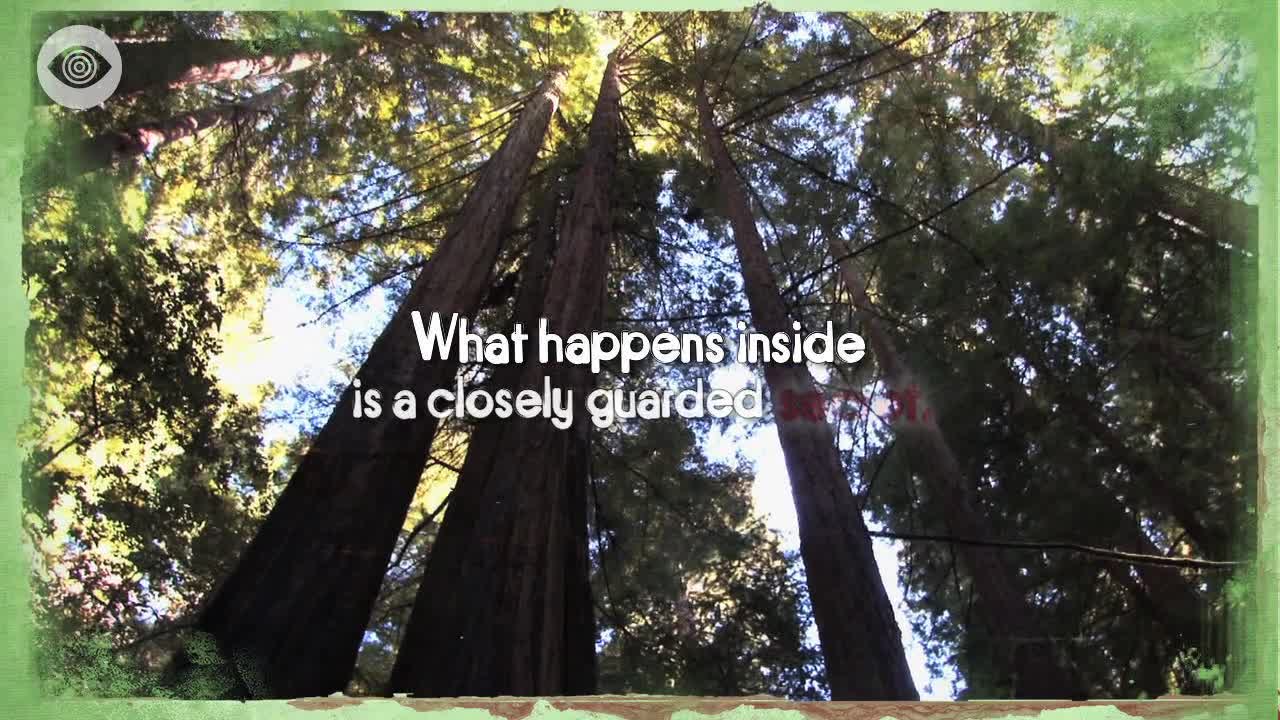 Guide To: Bohemian Grove