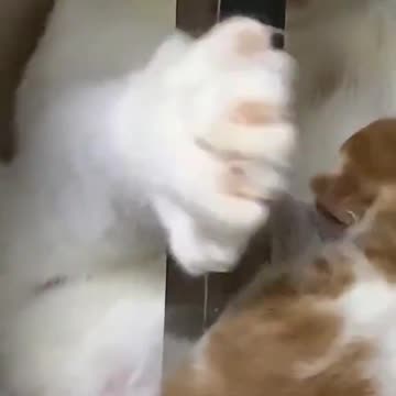 Gatinho fazendo carinho no seu filhote