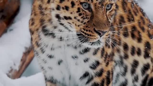 Amazing animal video ||#wildanimals