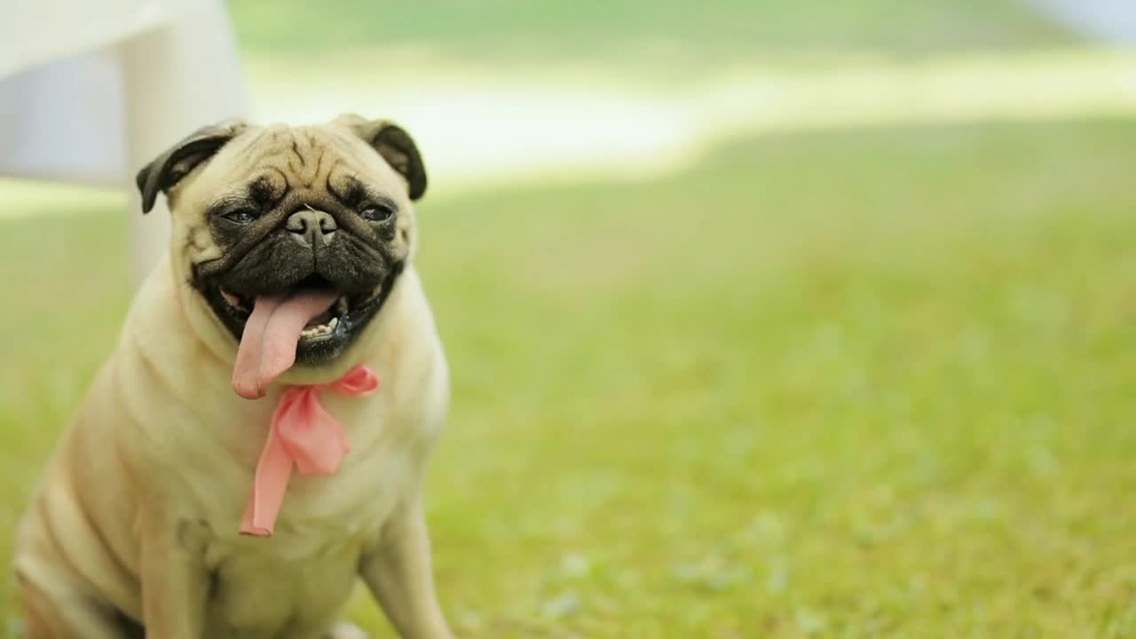 Funny pug dog looking pitifully sitting in comical pose