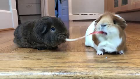 Guinea Pigs apple Peel Tug of war