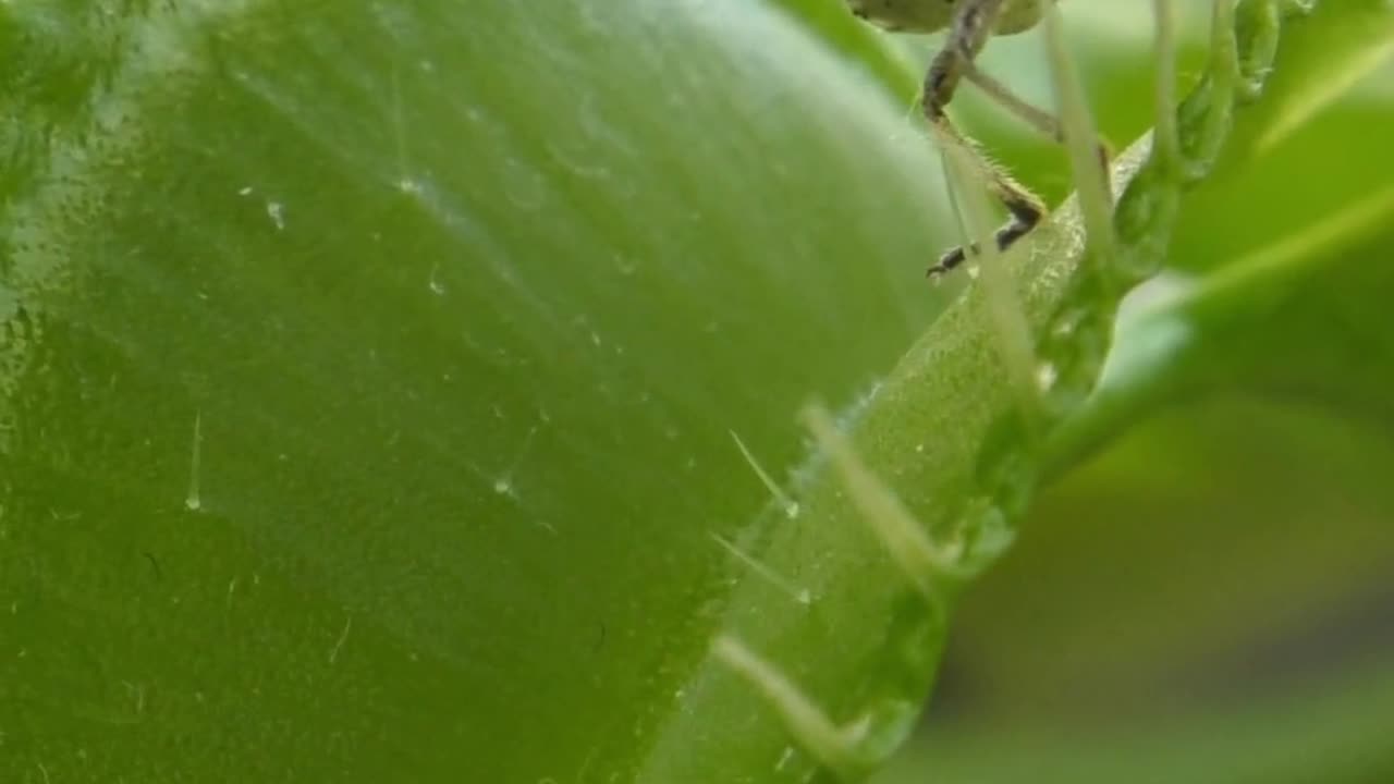 venus fly trap facts | Amazing facts