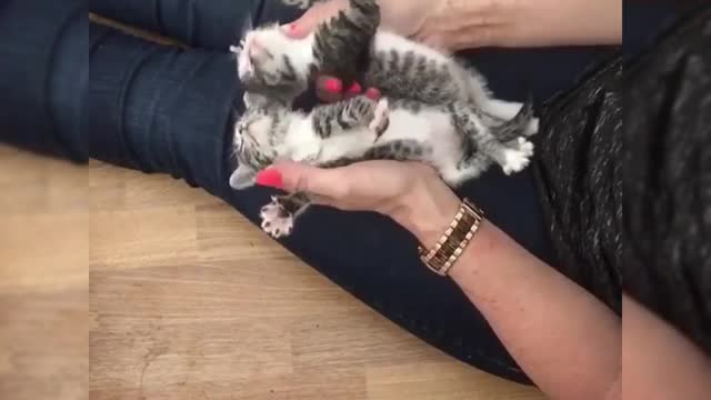 Playing with lively kittens, the cat stick is really easy to use.