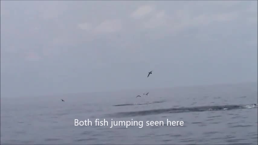 Costa Rica Marlin fishing