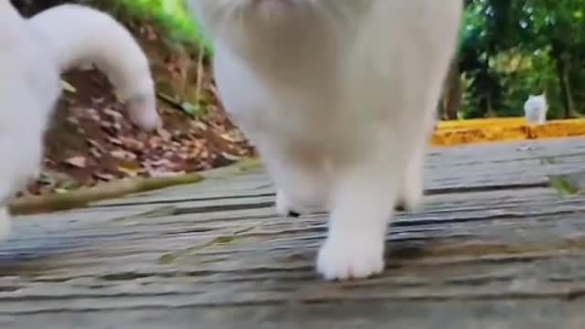 Tigers rarely roar. When they gather together, cats meow
