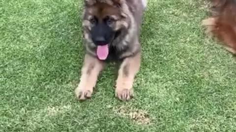 Smart Dog training