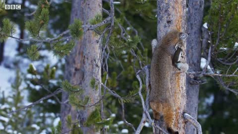 Bobcat Hunting in Winter _ Planet Earth II _.mp4