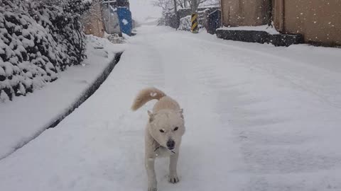 a dog running in the snow