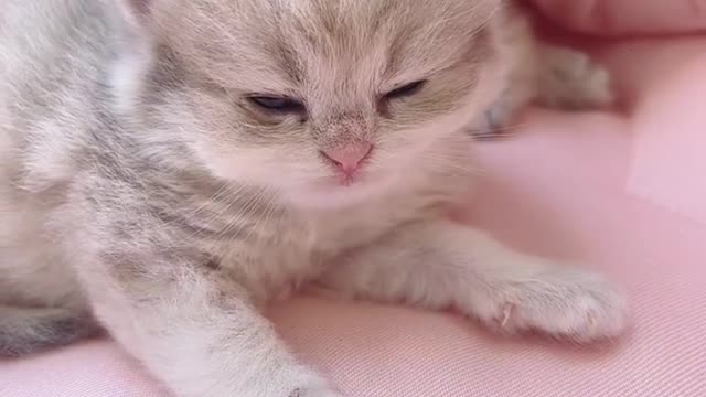 The puppies are so cute2