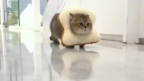 Are You Boring These Funny CATS are the best solution - Funniest Cat Videos