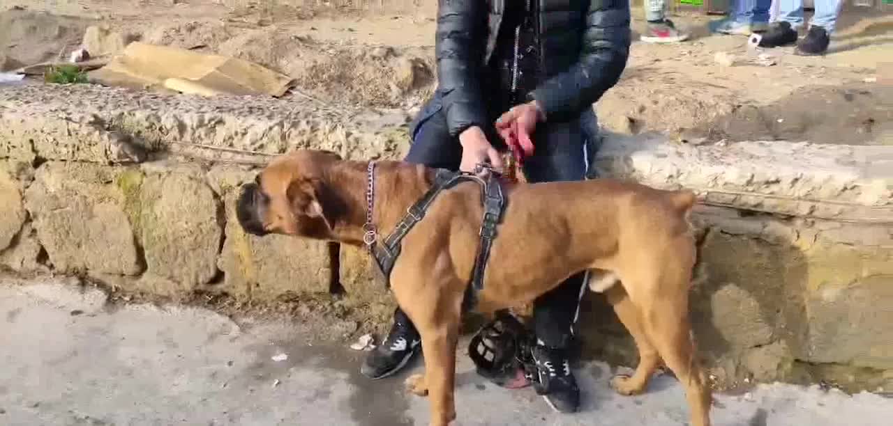 Predatory dogs
