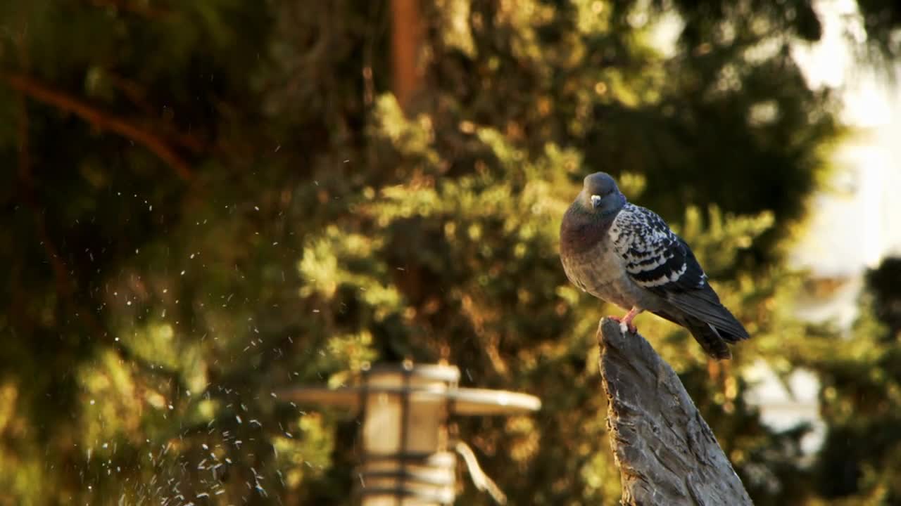 Animal Bird Pigeons