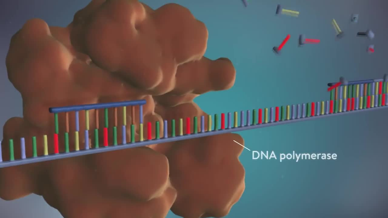 How to copy DNA into a cell