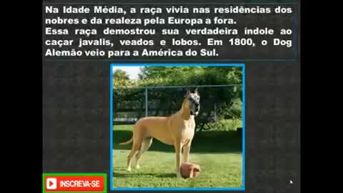 DICAS DE COMO CUIDAR DE UM DOG ALEMÃO!