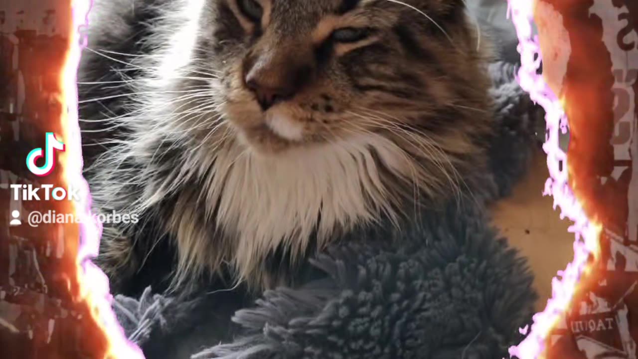 Just my cat