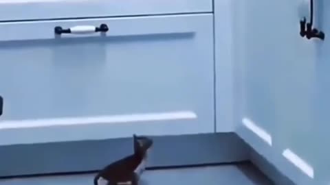 Cute funny cat jump and no jump