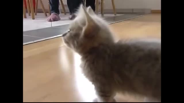 Cute Cat angry with camera. Cat scolding to camera - Choottan 1