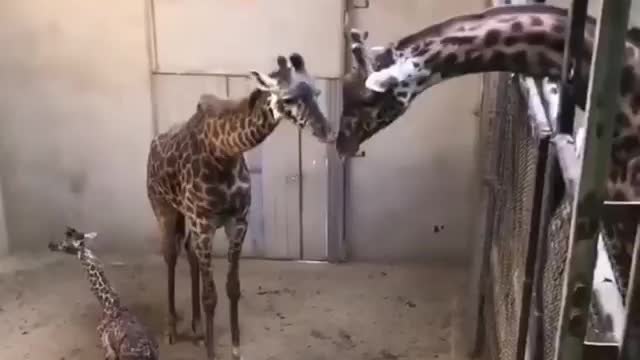 Papa and brother visit mama and newborn baby sister for the first time♥